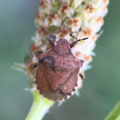 Dictyotus caenosus (Brown Shield Bug) at Dryandra St Woodland - 25 Feb 2024 by Hejor1