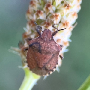 Dictyotus caenosus at Dryandra St Woodland - 25 Feb 2024 06:04 PM