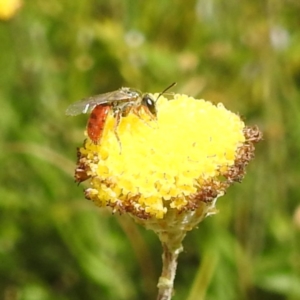 Lasioglossum (Homalictus) punctatum at Kosciuszko National Park - 21 Feb 2024