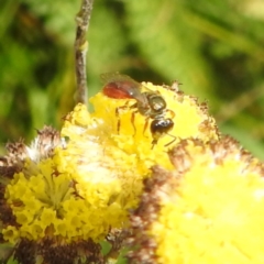 Lasioglossum (Homalictus) punctatum at Kosciuszko National Park - 21 Feb 2024