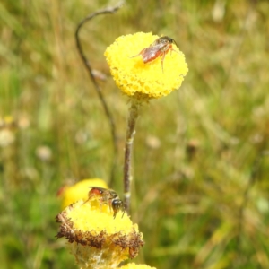 Lasioglossum (Homalictus) punctatum at Kosciuszko National Park - 21 Feb 2024