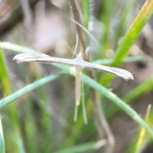 Stenoptilia zophodactylus at Dryandra St Woodland - 25 Feb 2024