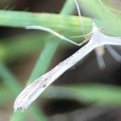 Stenoptilia zophodactylus at Dryandra St Woodland - 25 Feb 2024