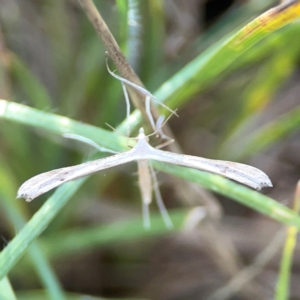 Stenoptilia zophodactylus at Dryandra St Woodland - 25 Feb 2024