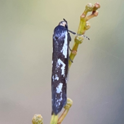 Myrascia (genus) (A Concealer moth (Wingia Group)) at Dryandra St Woodland - 25 Feb 2024 by Hejor1