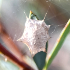 Uloboridae (family) (Unidentified venomless spider) at Dryandra St Woodland - 25 Feb 2024 by Hejor1
