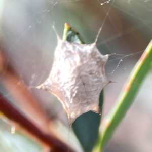 Uloboridae (family) at Dryandra St Woodland - 25 Feb 2024 06:09 PM