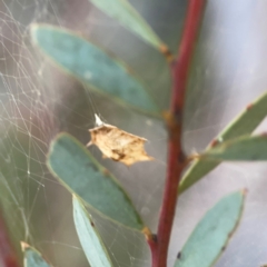 Uloboridae (family) at Dryandra St Woodland - 25 Feb 2024 06:09 PM