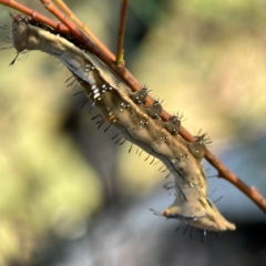 Neola semiaurata (Wattle Notodontid Moth) at Dryandra St Woodland - 25 Feb 2024 by Hejor1