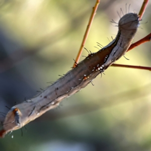 Neola semiaurata at Dryandra St Woodland - 25 Feb 2024 06:10 PM