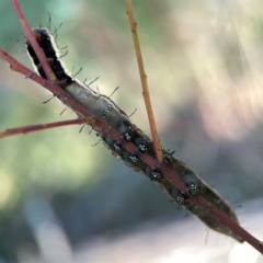 Neola semiaurata at Dryandra St Woodland - 25 Feb 2024 06:10 PM