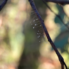 Neuroptera (order) (Unidentified lacewing) at Dryandra St Woodland - 25 Feb 2024 by Hejor1