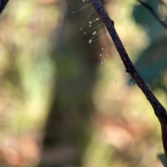 Neuroptera (order) at Dryandra St Woodland - 25 Feb 2024 06:13 PM