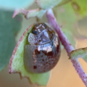 Paropsisterna m-fuscum at Dryandra St Woodland - 25 Feb 2024 06:16 PM