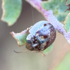 Paropsisterna m-fuscum at Dryandra St Woodland - 25 Feb 2024