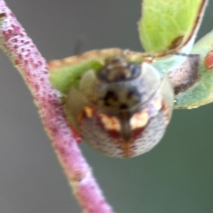 Paropsisterna m-fuscum at Dryandra St Woodland - 25 Feb 2024