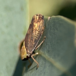 Brunotartessus fulvus at Dryandra St Woodland - 25 Feb 2024