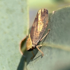 Brunotartessus fulvus at Dryandra St Woodland - 25 Feb 2024