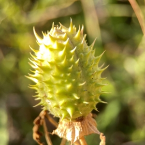 Datura stramonium at Dryandra St Woodland - 25 Feb 2024 06:22 PM