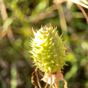 Datura stramonium at Dryandra St Woodland - 25 Feb 2024 06:22 PM