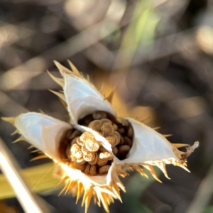 Datura stramonium at Dryandra St Woodland - 25 Feb 2024 06:22 PM