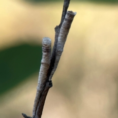 Chaetophyes compacta (Tube spittlebug) at Dryandra St Woodland - 25 Feb 2024 by Hejor1