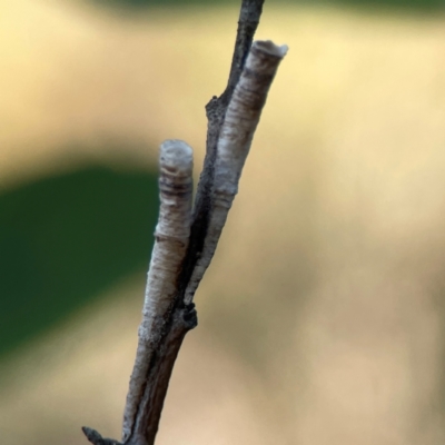 Chaetophyes compacta (Tube spittlebug) at Dryandra St Woodland - 25 Feb 2024 by Hejor1