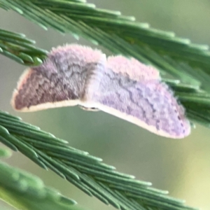 Idaea inversata at Dryandra St Woodland - 25 Feb 2024 06:24 PM