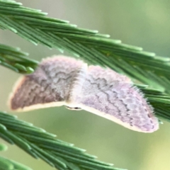 Idaea inversata at Dryandra St Woodland - 25 Feb 2024 06:24 PM