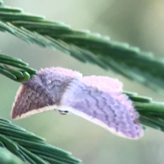 Idaea inversata at Dryandra St Woodland - 25 Feb 2024 06:24 PM