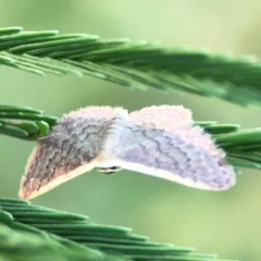 Idaea inversata at Dryandra St Woodland - 25 Feb 2024 06:24 PM