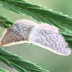 Idaea inversata at Dryandra St Woodland - 25 Feb 2024 06:24 PM