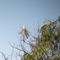 Elanus axillaris (Black-shouldered Kite) at Kooringal, NSW - 24 Feb 2024 by Darcy