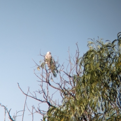 Elanus axillaris (Black-shouldered Kite) at Kooringal, NSW - 24 Feb 2024 by Darcy