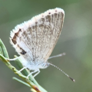 Zizina otis at Dryandra St Woodland - 25 Feb 2024 06:25 PM