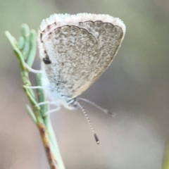 Zizina otis at Dryandra St Woodland - 25 Feb 2024 06:25 PM