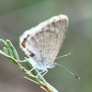 Zizina otis at Dryandra St Woodland - 25 Feb 2024 06:25 PM