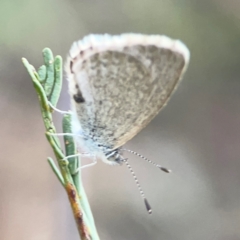 Zizina otis at Dryandra St Woodland - 25 Feb 2024 06:25 PM