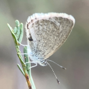 Zizina otis at Dryandra St Woodland - 25 Feb 2024 06:25 PM