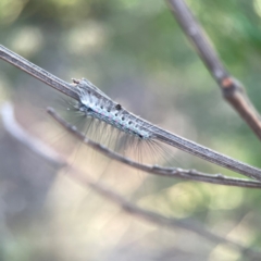 Anestia (genus) (A tiger moth) at Dryandra St Woodland - 25 Feb 2024 by Hejor1