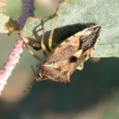 Oechalia schellenbergii at Dryandra St Woodland - 25 Feb 2024 06:26 PM