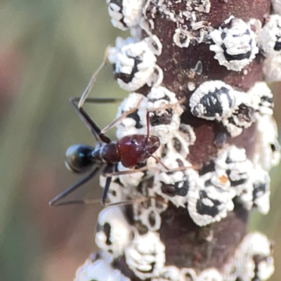 Melanococcus albizziae (Acacia Mealybug) at Dryandra St Woodland - 25 Feb 2024 by Hejor1