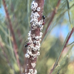 Melanococcus albizziae at Dryandra St Woodland - 25 Feb 2024