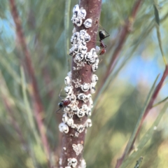 Melanococcus albizziae at Dryandra St Woodland - 25 Feb 2024