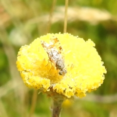 Austrotephritis poenia (Australian Fruit Fly) at Kosciuszko National Park - 21 Feb 2024 by HelenCross