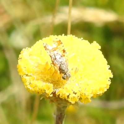 Austrotephritis poenia (Australian Fruit Fly) at Kosciuszko National Park - 21 Feb 2024 by HelenCross