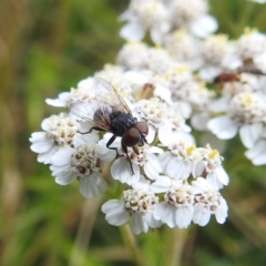 Muscidae (family) (Unidentified muscid fly) at Kosciuszko National Park - 21 Feb 2024 by HelenCross