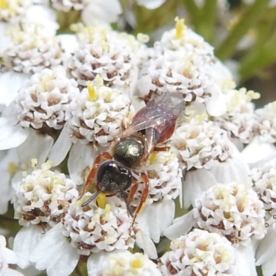Lasioglossum (Homalictus) punctatum (A halictid bee) at Kosciuszko National Park - 21 Feb 2024 by HelenCross