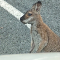 Notamacropus rufogriseus (Red-necked Wallaby) at Tharwa, ACT - 21 Feb 2024 by HelenCross