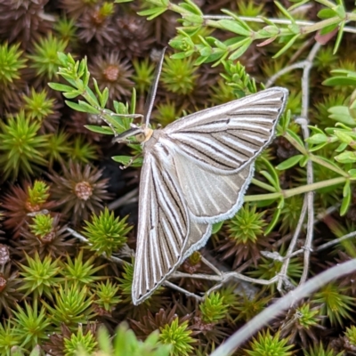 Amelora leucaniata (Striped Cape-moth) at Kosciuszko National Park - 21 Feb 2024 by HelenCross